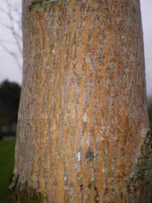 ACER cappadocicum 'Rubrum'
