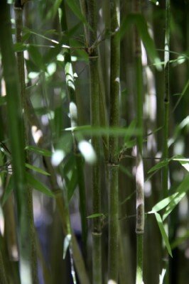FARGESIA murielae 'Panda'