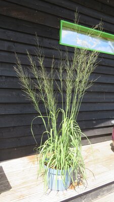 MOLINIA caerulea 'Transparent'