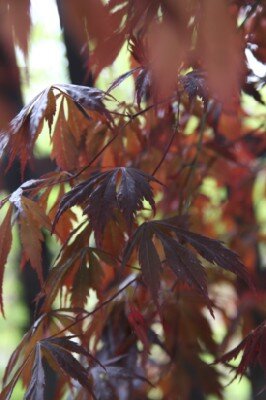 ACER palmatum 'Atropurpureum'