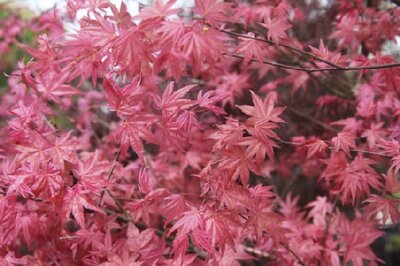 ACER palmatum 'Deshojo' - image 7