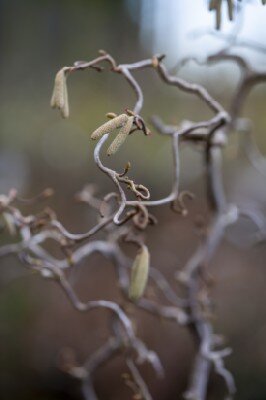 CORYLUS avellana 'Contorta' - image 1