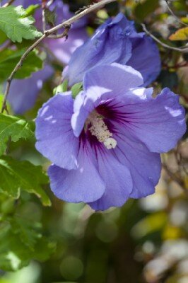 HIBISCUS syriacus 'Marina' - image 1