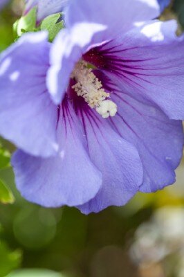 HIBISCUS syriacus 'Marina' - image 2