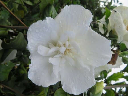 HIBISCUS syriacus 'White Chiffon' - image 2