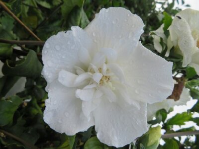 HIBISCUS syriacus 'White Chiffon' - image 2