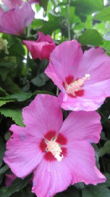 HIBISCUS syriacus 'Woodbridge'