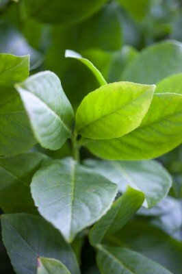 PRUNUS laurocerasus 'Rotundifolia'
