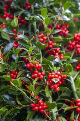 ILEX x meserveae 'Castle Spire'