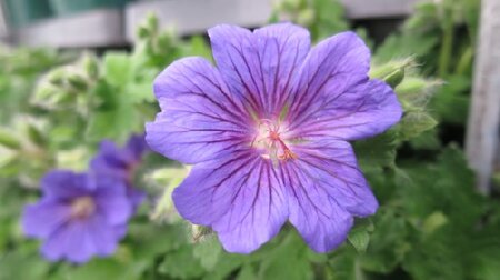 GERANIUM magnificum