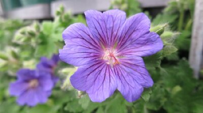 GERANIUM magnificum