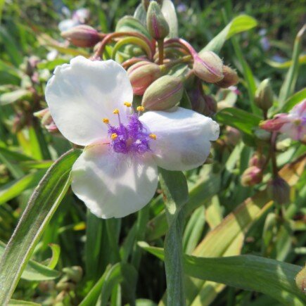TRADESCANTIA x andersoniana 'Bilberry Ice'