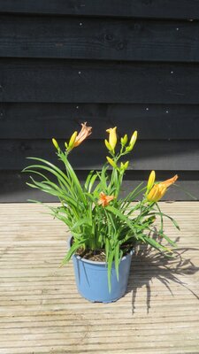 HEMEROCALLIS 'Mini Pearl'