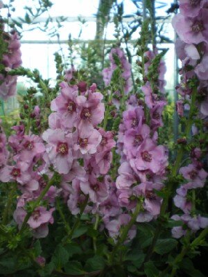 VERBASCUM 'Pink Domino'