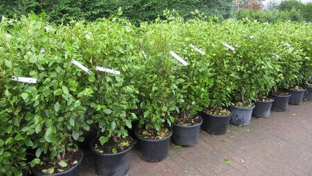 GRISELINIA littoralis