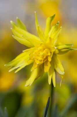 Narcissus 'Rip van Winkle'
