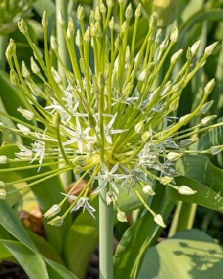 TULIPA 'Queen of Night'