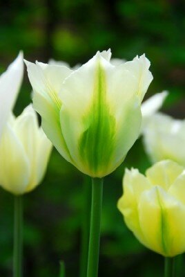 TULIPA 'Spring Green'