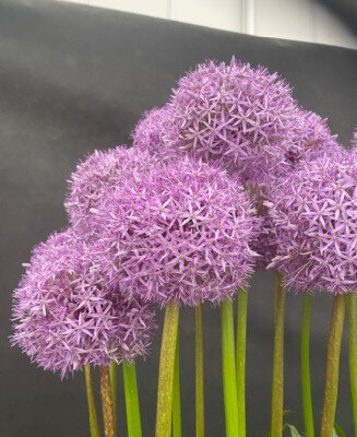 ALLIUM 'Globemaster'
