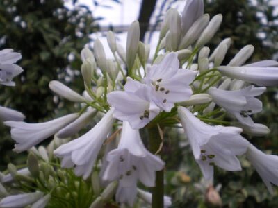AGAPANTHUS 'Windsor Grey'