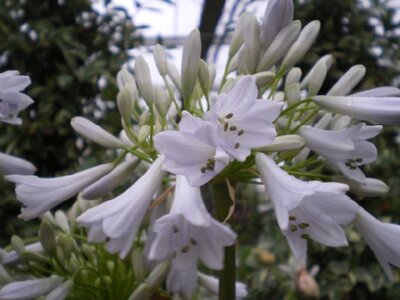 AGAPANTHUS 'Windsor Grey' - image 2