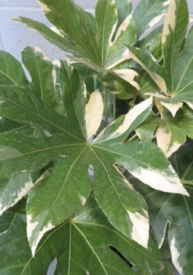 FATSIA japonica 'Variegata' - image 1