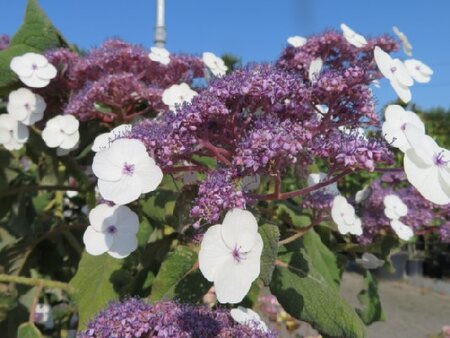 HYDRANGEA aspera 'Hot Chocolate' - image 1