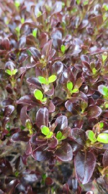 COPROSMA 'Chocolate Soldier'