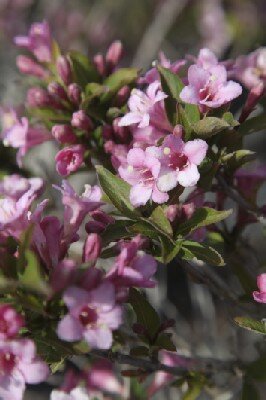 WEIGELA 'Pink Poppet'