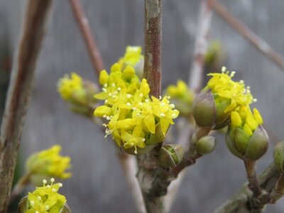 CORNUS officinalis 'Robin's Pride'