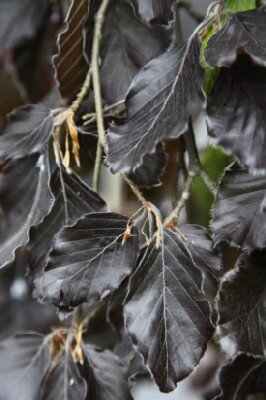 FAGUS sylvatica 'Black Swan'