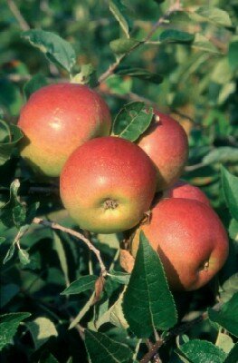 Malus domestica 'Laxton's Superb' (APPLE)