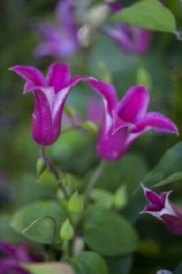 CLEMATIS 'Princess Diana'