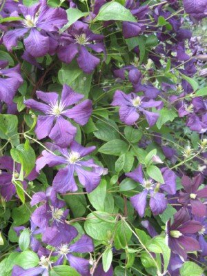 CLEMATIS viticella 'Etoile Violette'