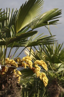 TRACHYCARPUS fortunei - image 1