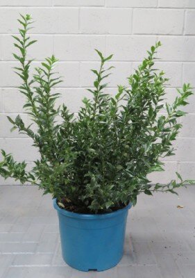 SARCOCOCCA confusa