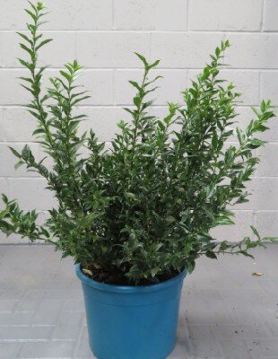 SARCOCOCCA confusa - image 2