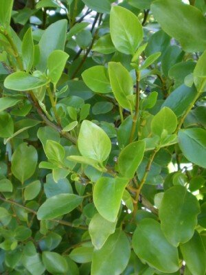 GRISELINIA littoralis