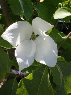 CORNUS kousa chinensis 'China Girl'