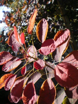 COTINUS coggygria 'Royal Purple'