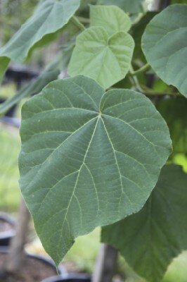 PAULOWNIA tomentosa