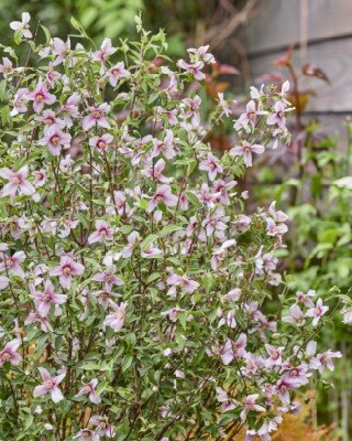 PHILADELPHUS 'Petite Perfume Pink'