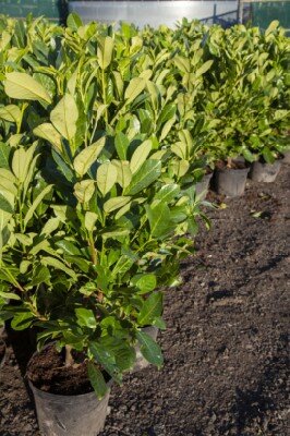 PRUNUS laurocerasus 'Rotundifolia' - image 1