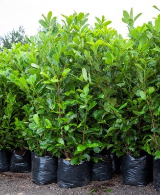 PRUNUS laurocerasus 'Rotundifolia' - image 2
