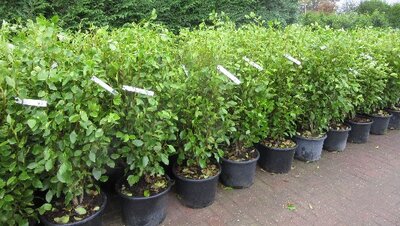 GRISELINIA littoralis