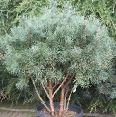 PINUS sylvestris 'Watereri'