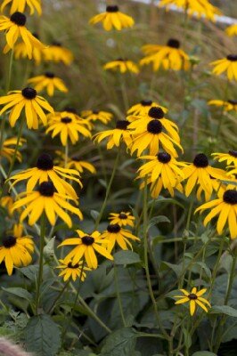 RUDBECKIA fulgida 'Goldblitz'