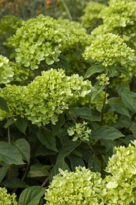 HYDRANGEA paniculata 'Little Lime'