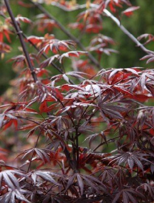 ACER palmatum 'Skeeters Broom'