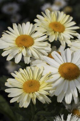 LEUCANTHEMUM x superbum 'Ooh La LaCreme'